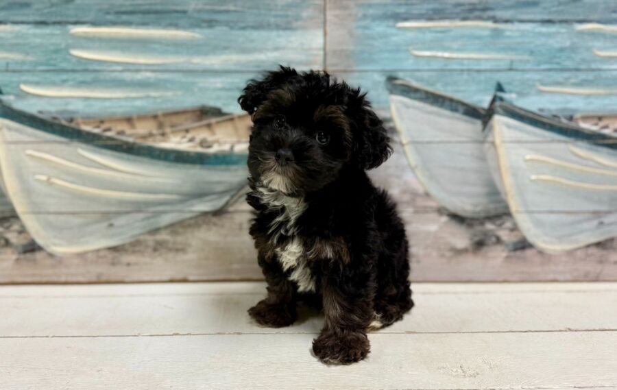 Silky Poo puppies for sale near Tampa.