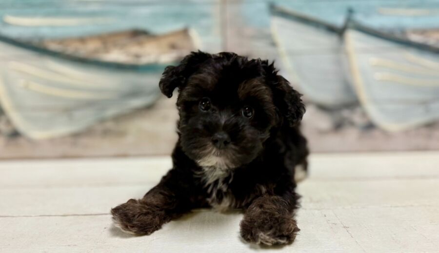 Silky Poo puppies for sale near Tampa.