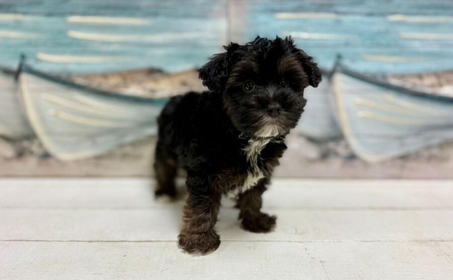Silky Poo puppies for sale near Tampa.