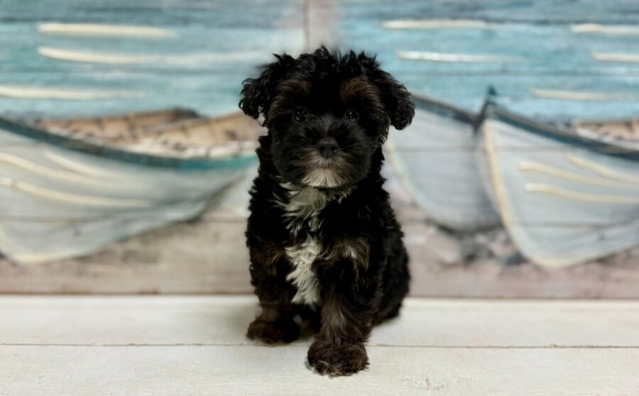 Silky Poo puppies for sale near Tampa.
