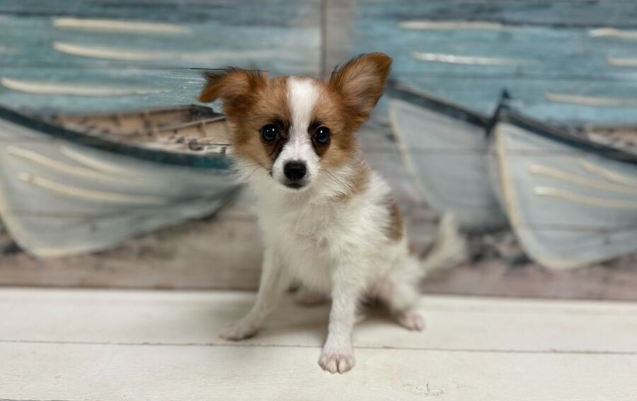 Papillon puppies for sale near Tampa.