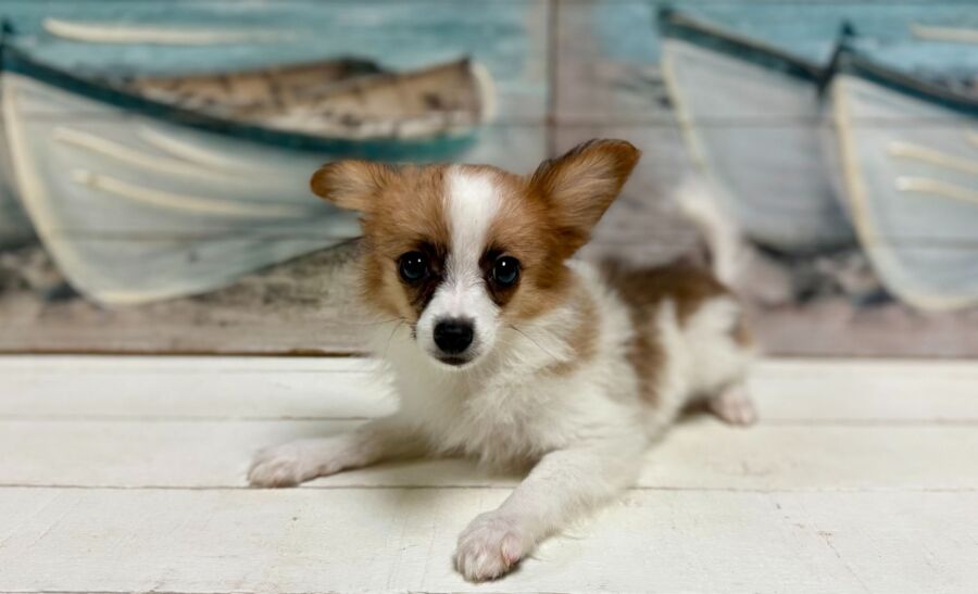 Papillon puppies for sale near Tampa.