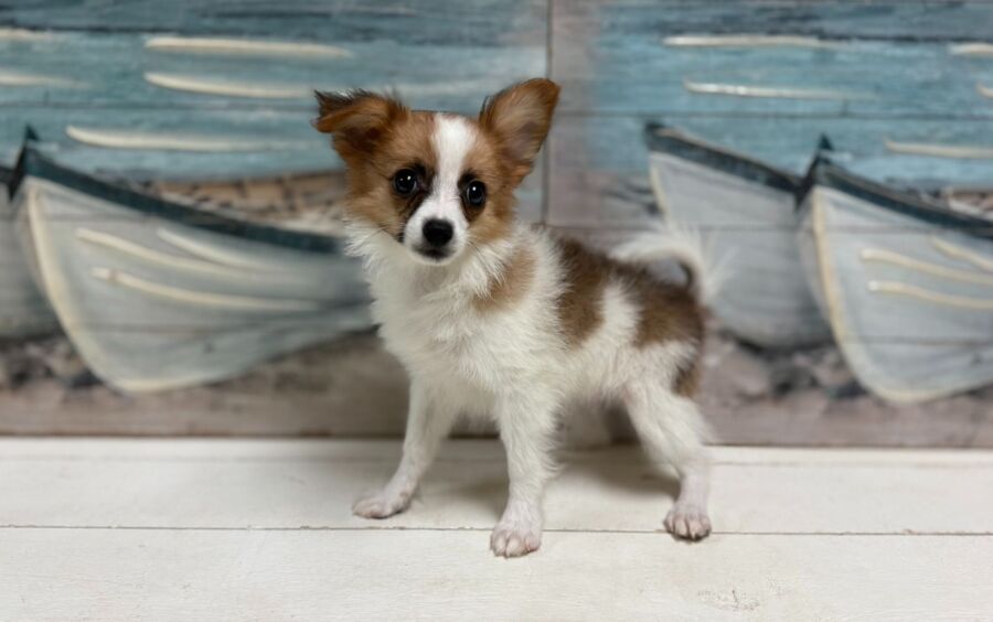 Papillon puppies for sale near Tampa.