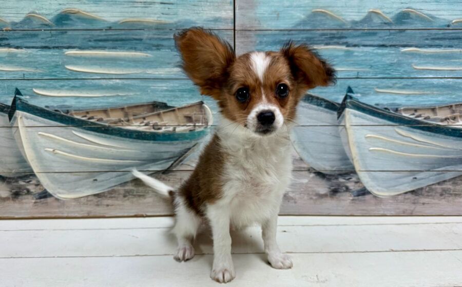 Papillon puppies for sale near Tampa.
