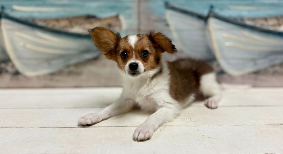Papillon puppies for sale near Tampa.