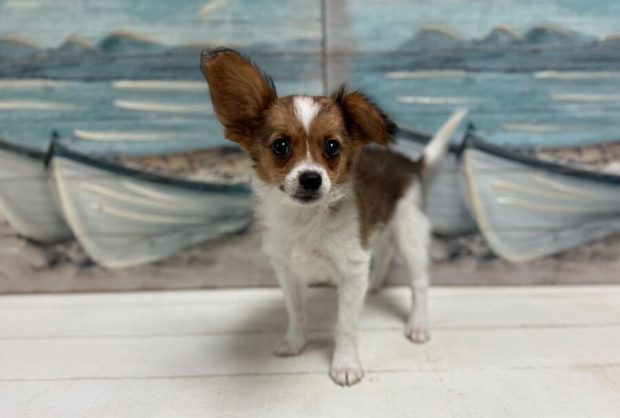 Papillon puppies for sale near Tampa.