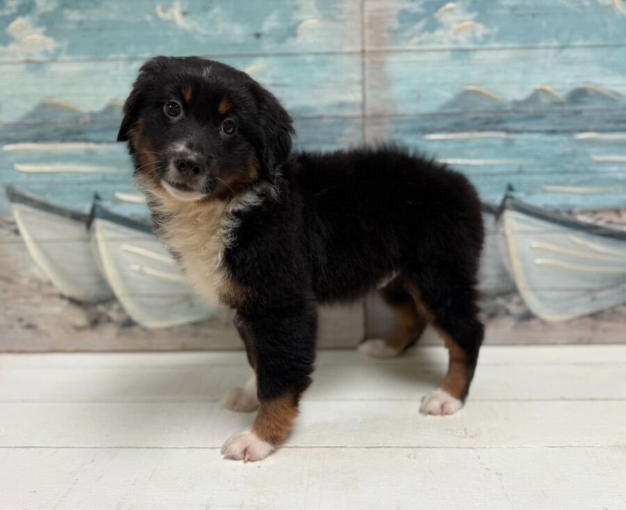 Mini Australian puppies for sale near Tampa.