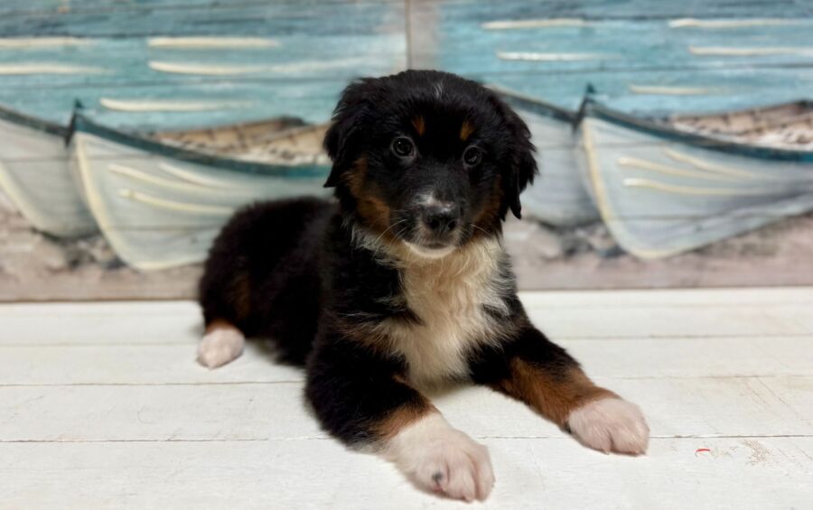 Mini Australian puppies for sale near Tampa.