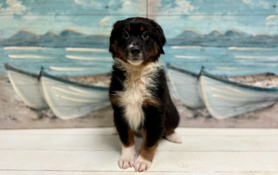 Mini Australian puppies for sale near Tampa.