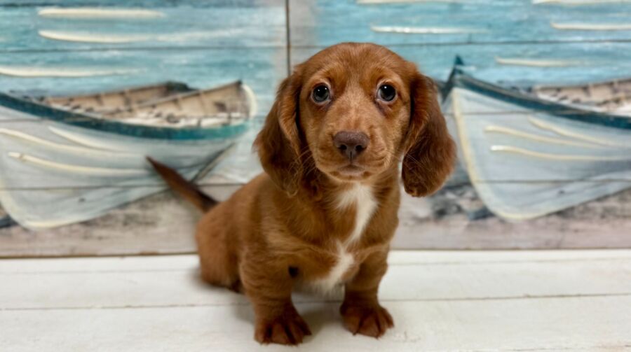 Dachshund puppies for sale