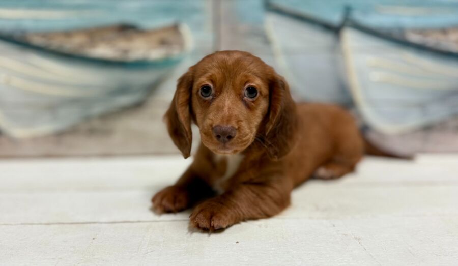 Dachshund puppies for sale