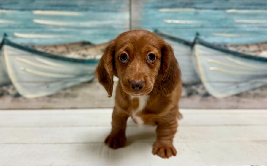 Dachshund puppies for sale