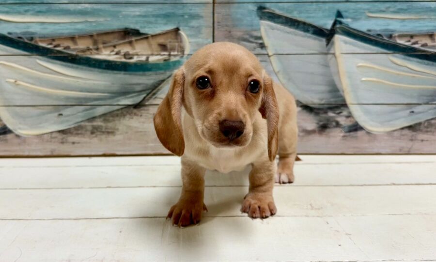 Dachshund puppies for sale near Tampa.
