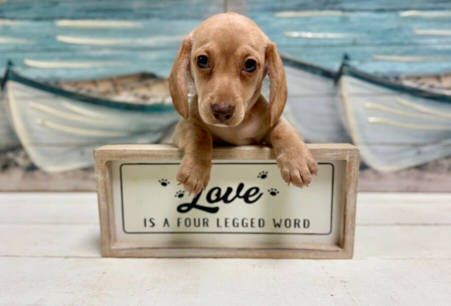 Dachshund puppies for sale near Tampa.