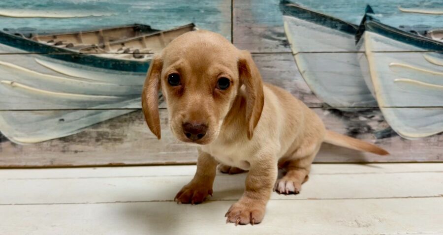 Dachshund puppies for sale near Tampa.