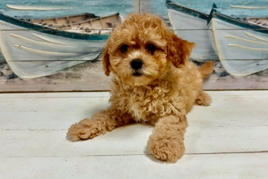 Cavapoo puppies for sale near Tampa.