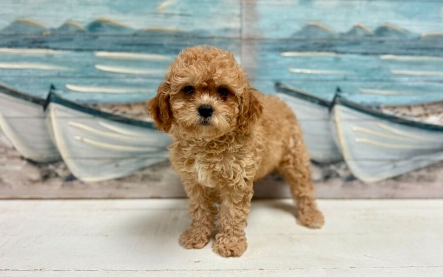Cavapoo puppies for sale near Tampa.