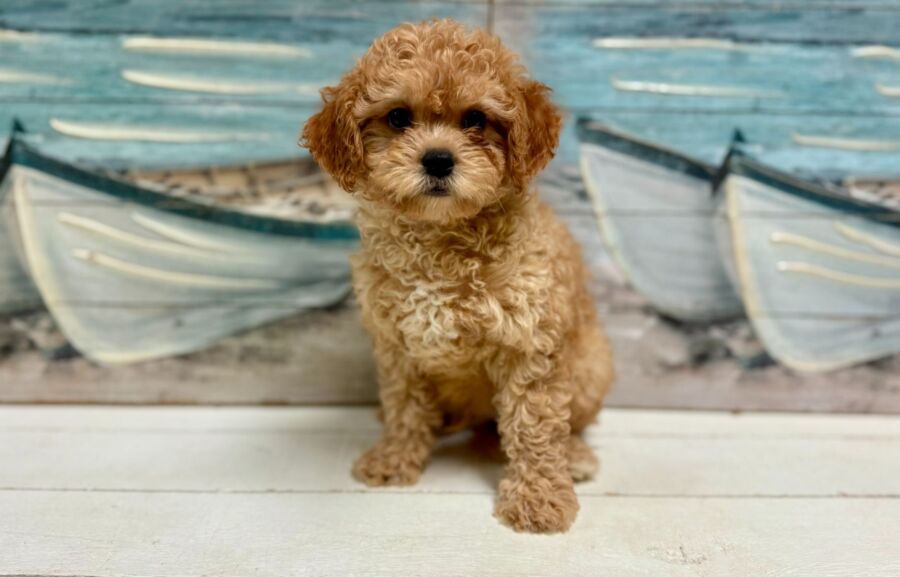 Cavapoo puppies for sale near Tampa.