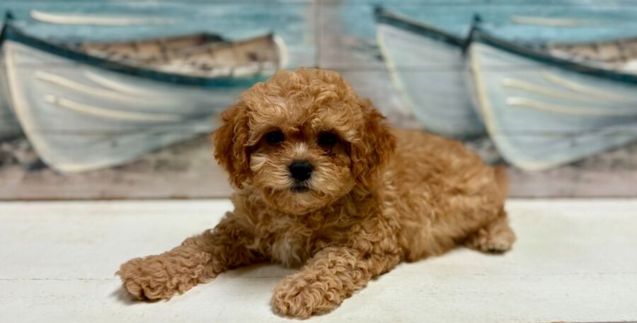 Cavapoo puppies for sale near Tampa.