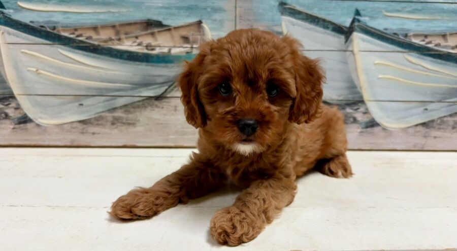 Mini Comfort Retriever puppies for sale near Tampa.