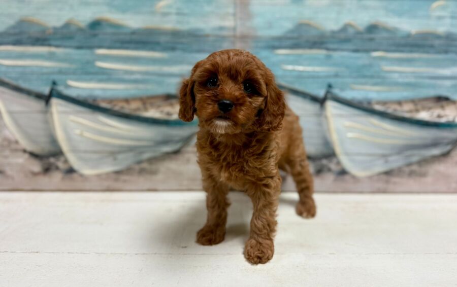 Mini Comfort Retriever puppies for sale near Tampa.