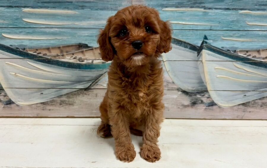 Mini Comfort Retriever puppies for sale near Tampa.
