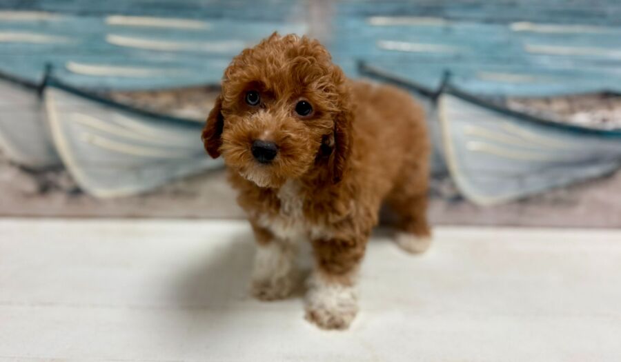 Bichon Poo puppies for sale near Tampa.