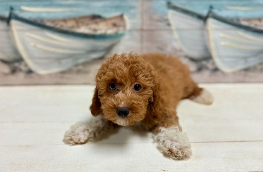 Bichon Poo puppies for sale near Tampa.