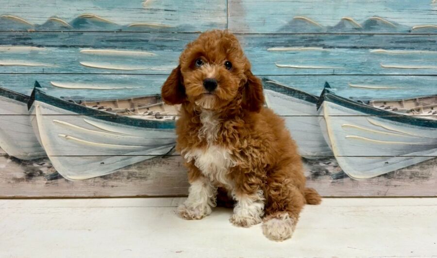 Bichon Poo puppies for sale near Tampa.