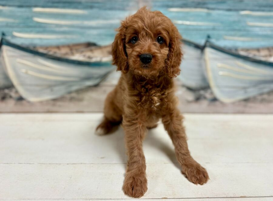 Mini Comfort Retriever puppies for sale near Tampa.