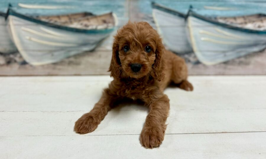 Mini Comfort Retriever puppies for sale near Tampa.