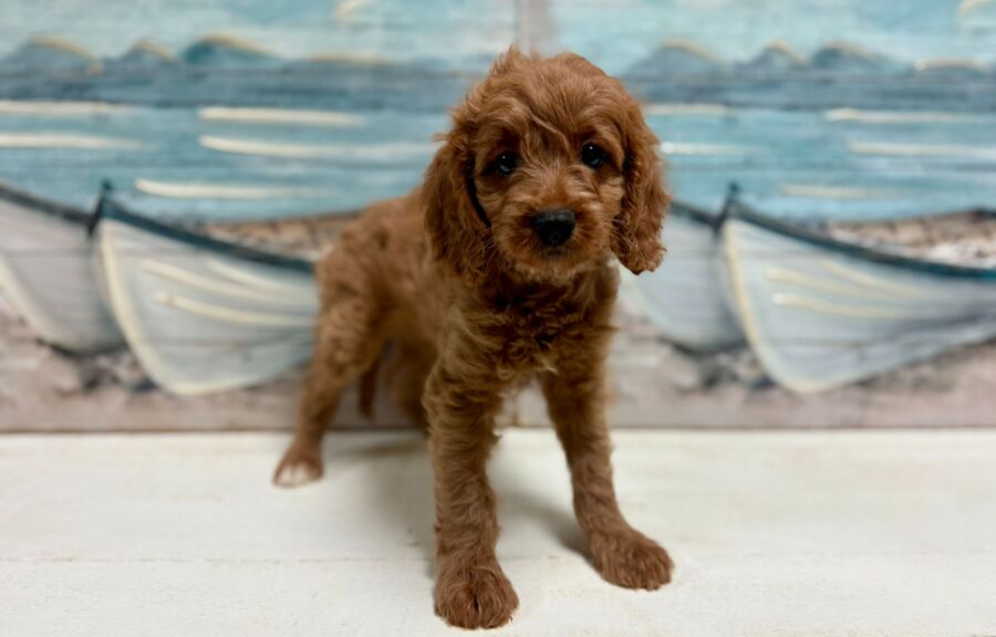 Mini Comfort Retriever puppies for sale near Tampa.