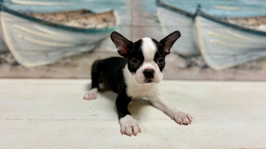 Boston Terrier puppies for sale near Tampa.