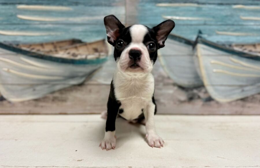 Boston Terrier puppies for sale near Tampa.