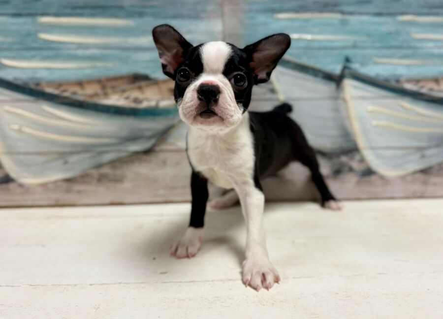 Boston Terrier puppies for sale near Tampa.