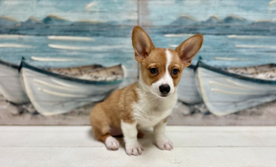 Pembroke Welsh Corgi puppies for sale near Tampa.