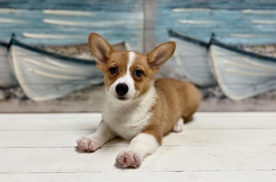 Pembroke Welsh Corgi puppies for sale near Tampa.