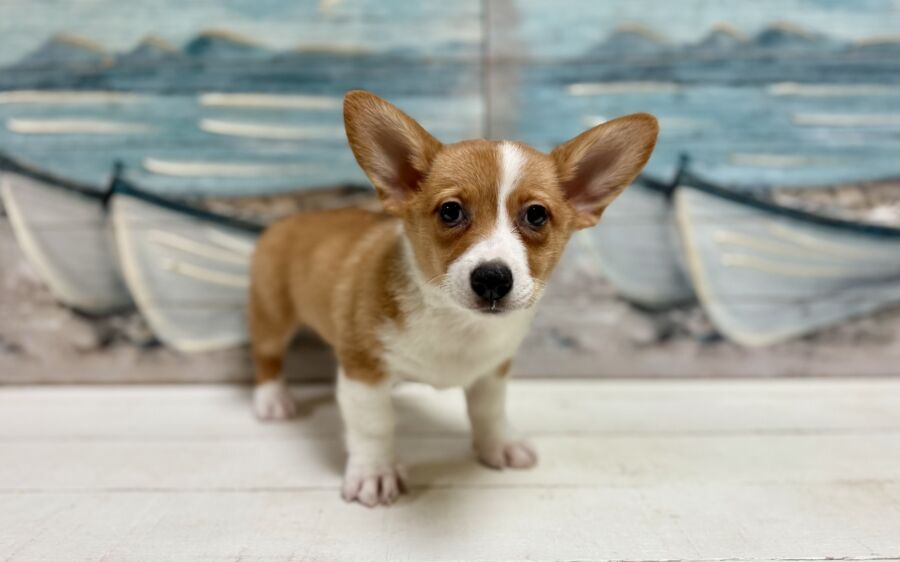Pembroke Welsh Corgi puppies for sale near Tampa.