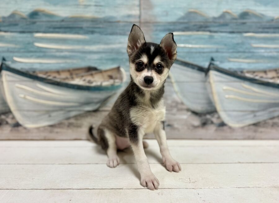 Alaskan Klee Kai puppies for sale near Tampa.