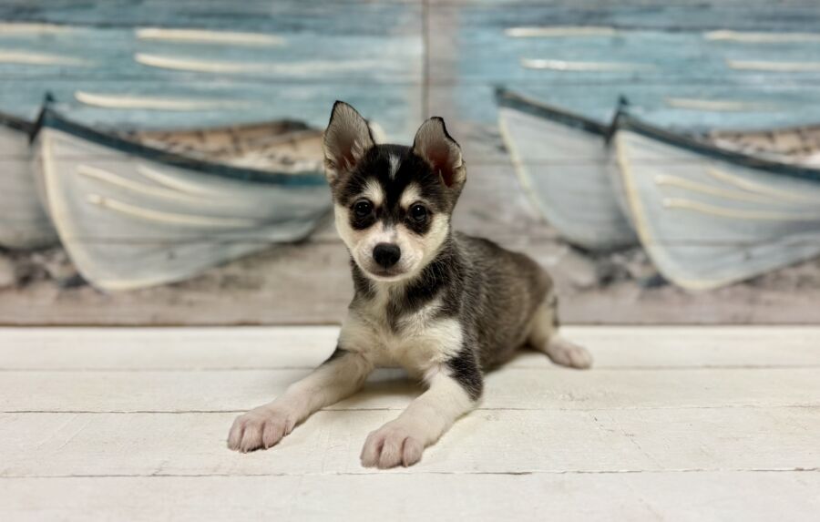 Alaskan Klee Kai puppies for sale near Tampa.