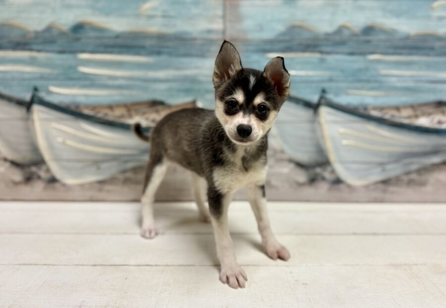 Alaskan Klee Kai puppies for sale near Tampa.