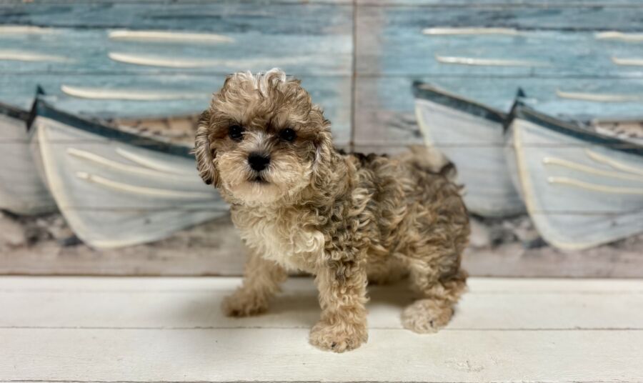 Schnoodle puppies for sale near Tampa.
