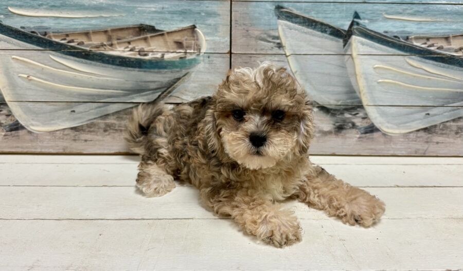 Schnoodle puppies for sale near Tampa.