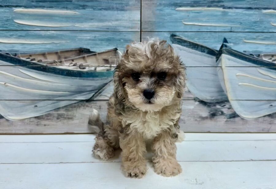 Schnoodle puppies for sale near Tampa.