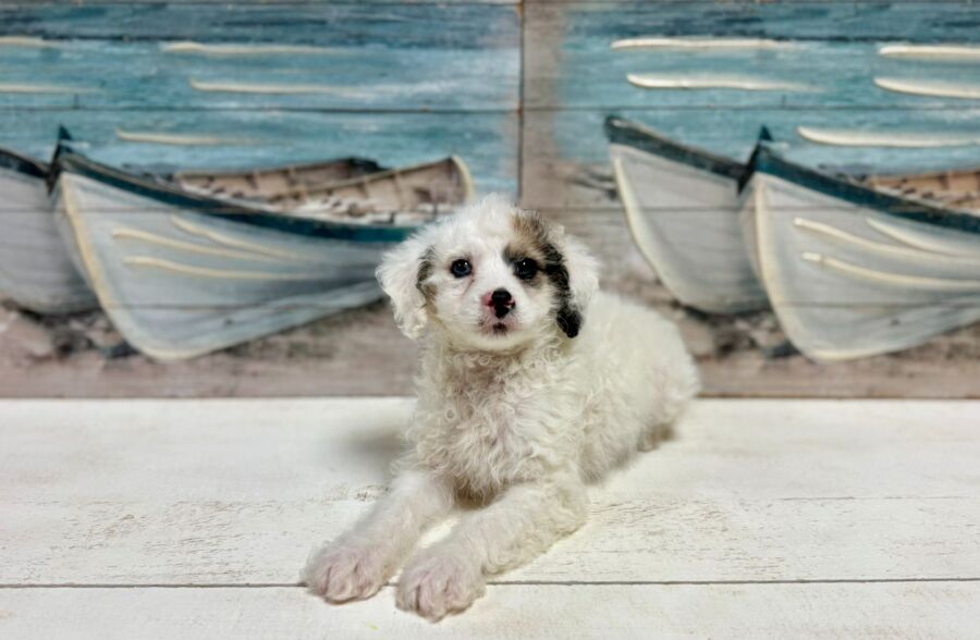 Lhasa Poo puppies for sale near Tampa.