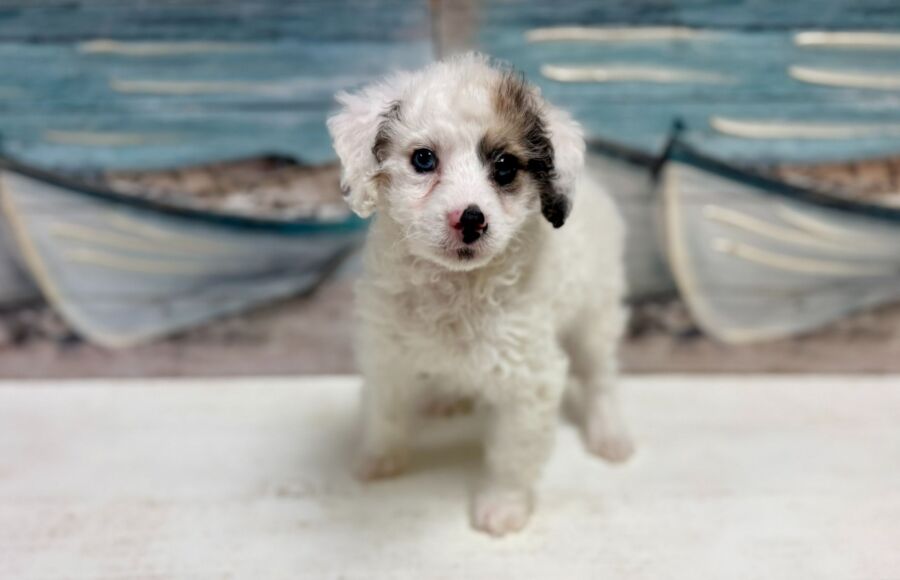 Lhasa Poo puppies for sale near Tampa.