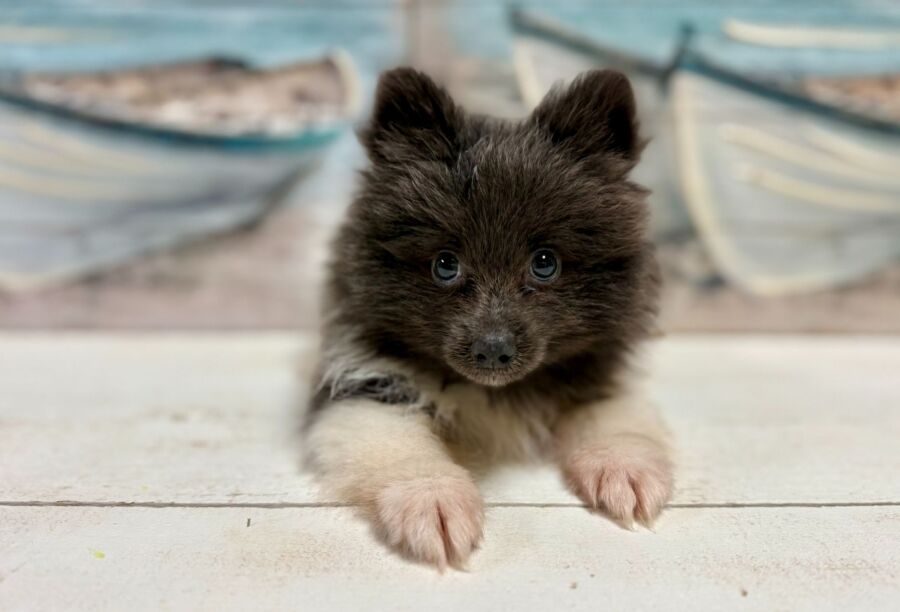 Pomeranian puppy for sale near Tampa.