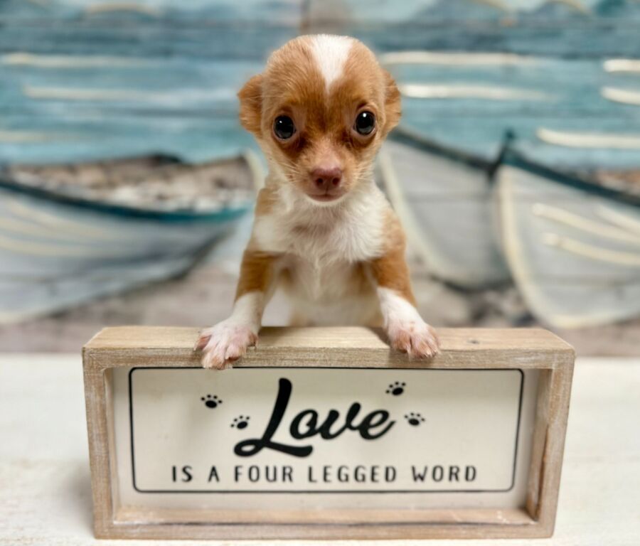 Chihuahua puppies for sale near Tampa.