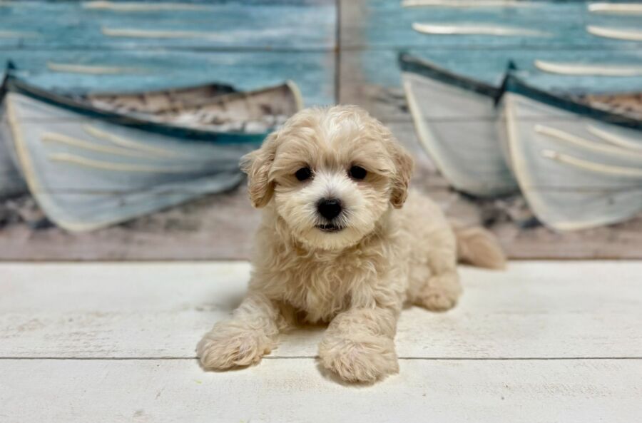 Maltipoo puppies for sale near Tampa.