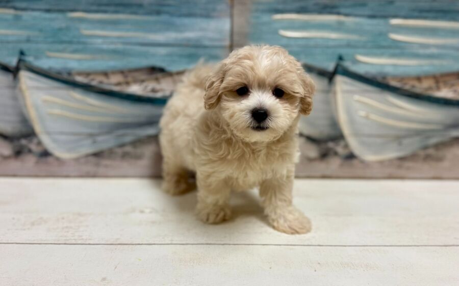 Maltipoo puppies for sale near Tampa.